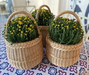 Albi Basket