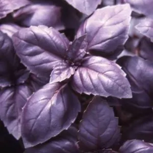 William Dam 'Red Rubin' Basil - Packet